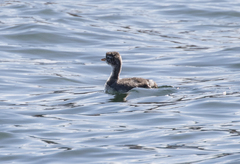 Rollandia microptera