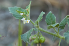 Solanum physalifolium nitidibaccatum