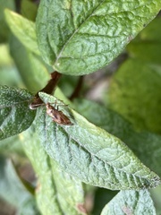 Hemiptera