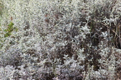 Artemisia maritima