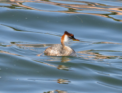 Rollandia microptera