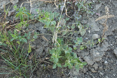 Solanum physalifolium nitidibaccatum