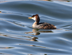 Rollandia microptera