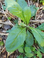 Erigeron philadelphicus