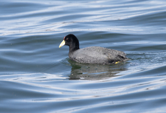 Fulica ardesiaca