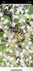 Media resource of Vespula alascensis