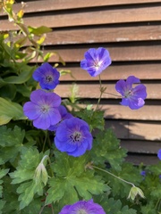 Geranium pratense