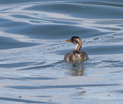Rollandia microptera