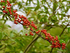 Pyracantha angustifolia