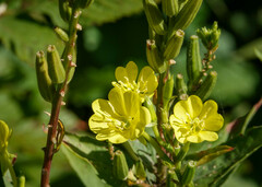 Oenothera parviflora