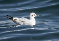 Chroicocephalus serranus