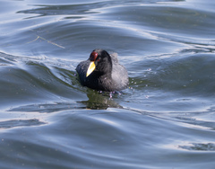 Fulica ardesiaca