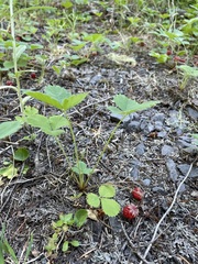 Fragaria virginiana