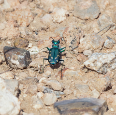 Cicindela decemnotata
