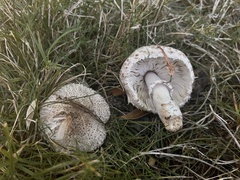 Leucoagaricus barssii