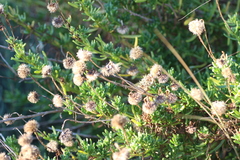 Limbarda crithmoides