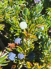 Juniperus communis saxatilis