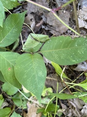 Toxicodendron rydbergii