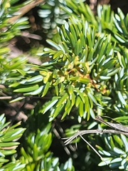 Juniperus communis saxatilis
