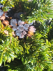 Juniperus communis saxatilis