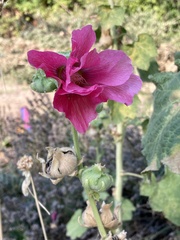 Alcea