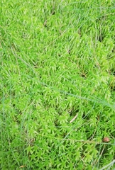 Sphagnum girgensohnii