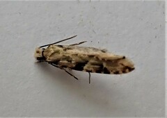 Crypsitricha mesotypa