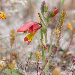 Gladiolus speciosus