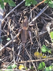 Pholidoptera dalmatica