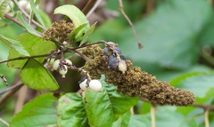 Oemleria cerasiformis