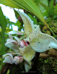 Stanhopea costaricensis