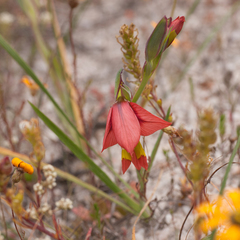 Gladiolus speciosus