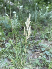 Danthonia intermedia