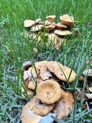 Desarmillaria caespitosa