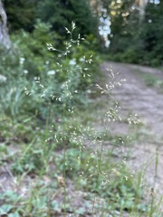 Agrostis