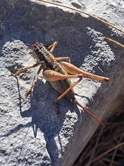 Pachytrachis striolatus