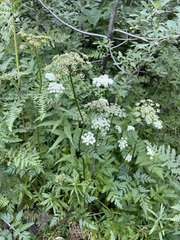 Ligusticum