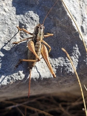 Pachytrachis striolatus
