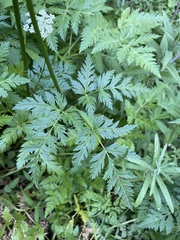 Ligusticum