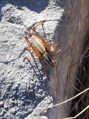 Pachytrachis striolatus