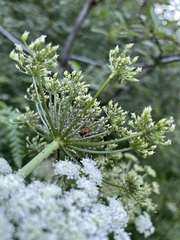 Ligusticum