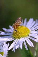 Oedemera podagrariae