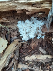 Hericium coralloides