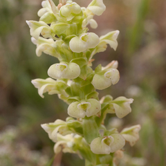 Pterygodium volucris