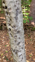 Cryptococcus fagisuga