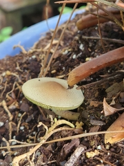 Agaricaceae