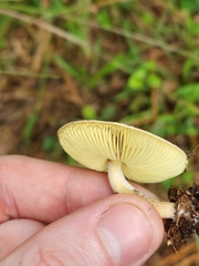 Agaricaceae