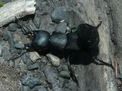Ocypus olens