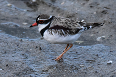 Elseyornis melanops