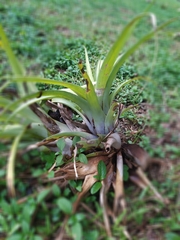 Bromeliaceae